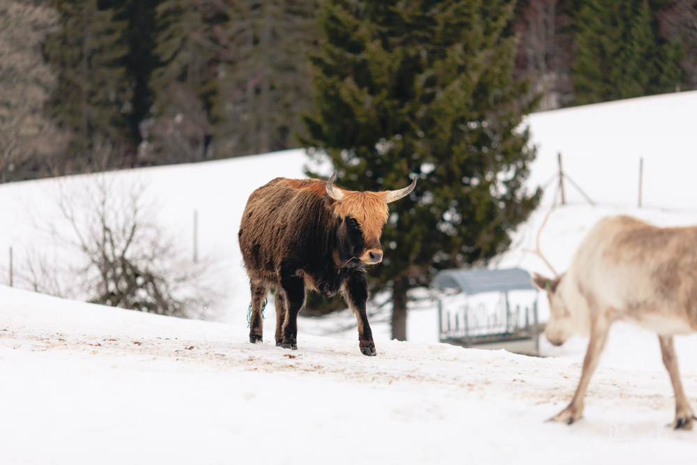 nouvel-an-haut-doubs-pam-est-la-13