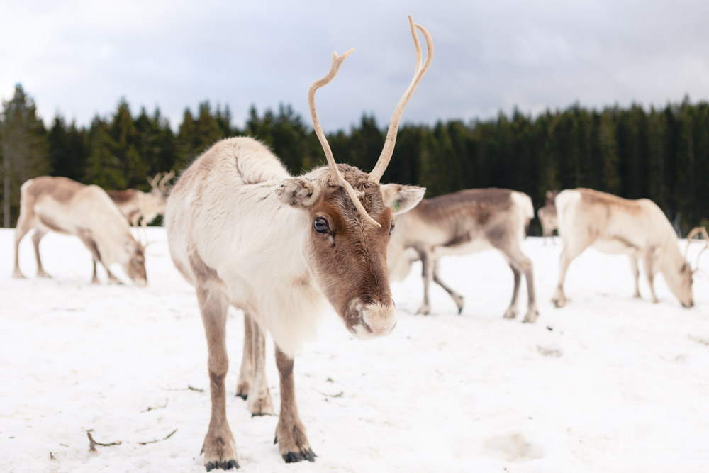 nouvel-an-haut-doubs-pam-est-la-5