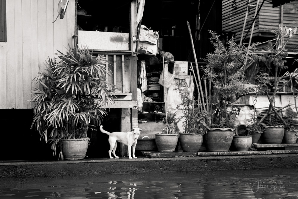 reportage-photo-bangkok-pam-est-la-photographe-copyright-193
