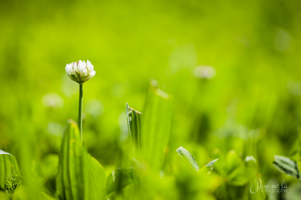 dans-le-jardin-pamestla-photographe-002