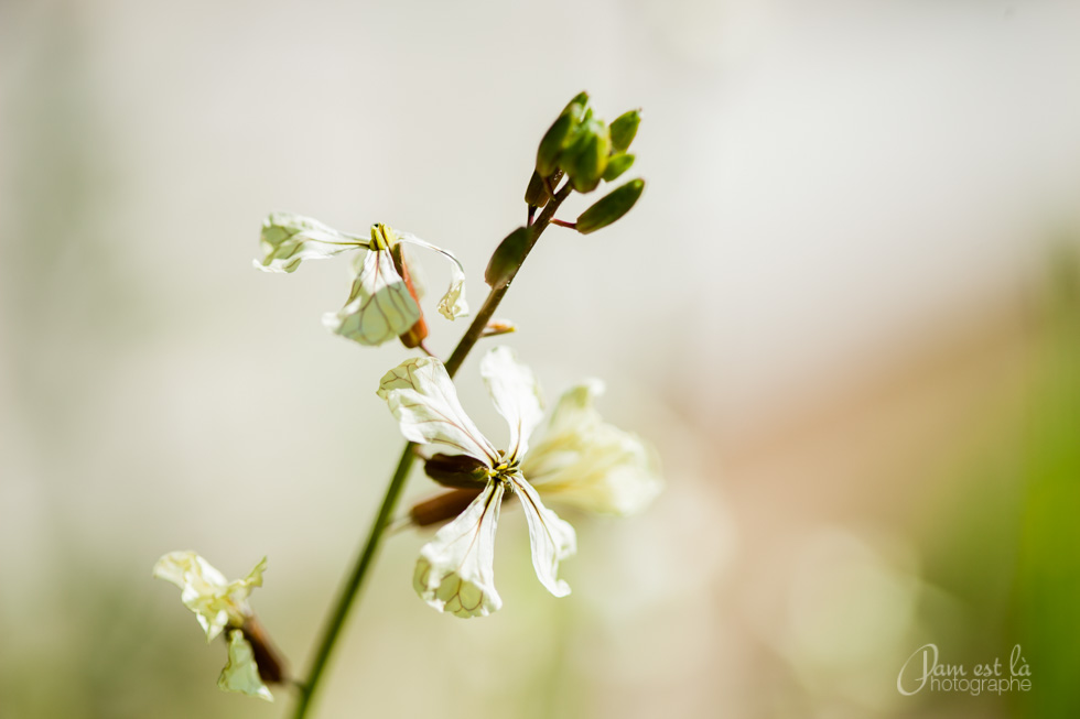 dans-le-jardin-pamestla-photographe-009